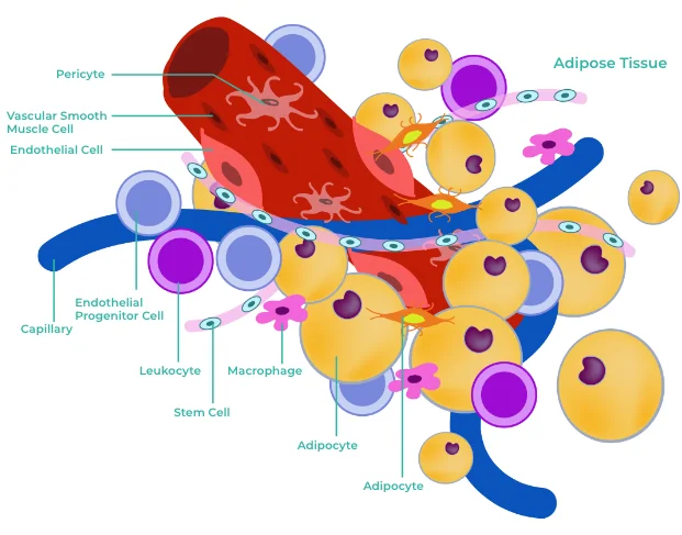 stem cells