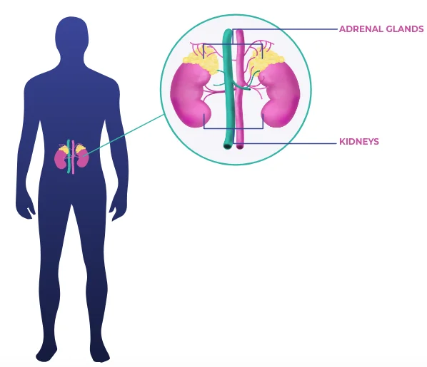 kidney location on human body