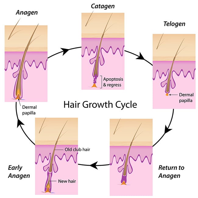 hair restoration training 2