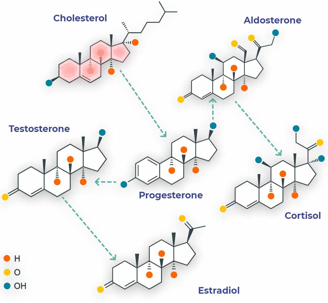 Hormones involved in the Hormone Pellet Therapy