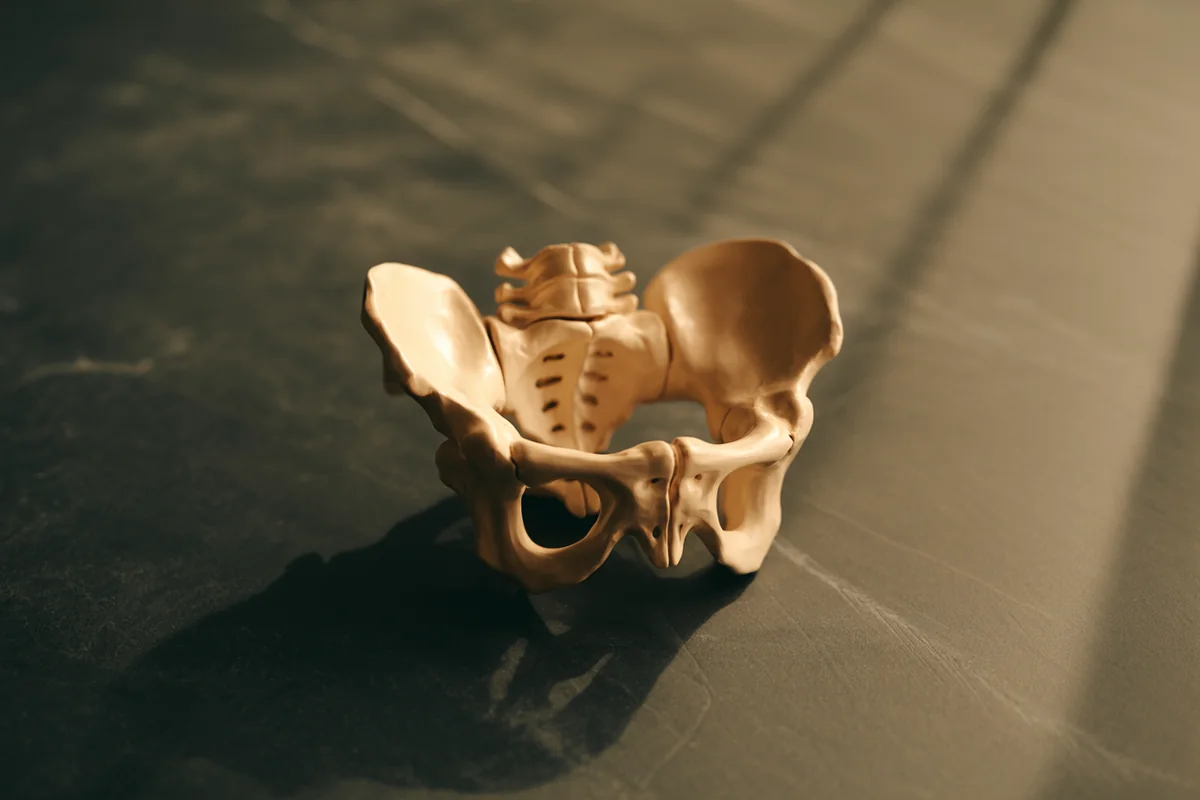 A pale carved wooden anatomical model of the human pelvis on a dark slate surface in warm directional light
