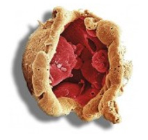 Allergy Skin Test Training Stem Cells and Regenerative therapies Training