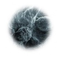 Allergy Skin Test Training Stem Cells and Regenerative therapies Training