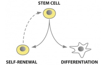 Stem Cells and Regenerative therapies Training